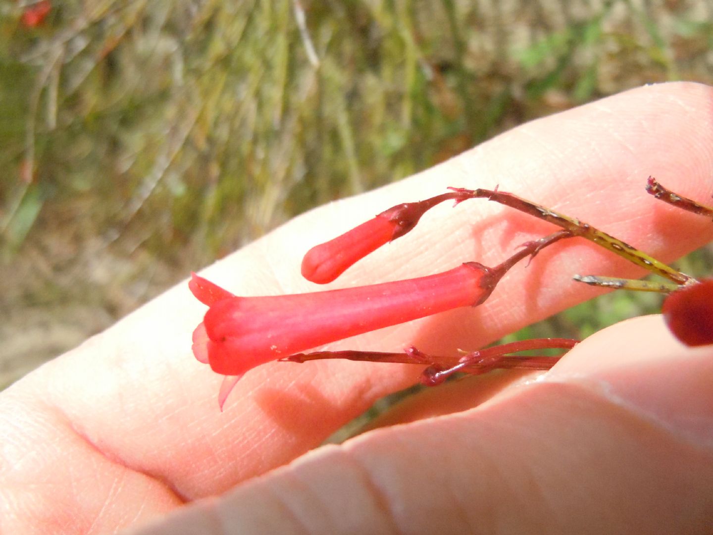 Russelia equisetiformis